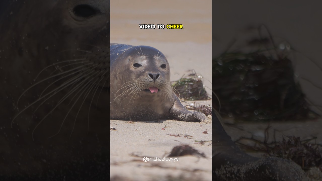 Этот тюлень поднимет вам настроение 