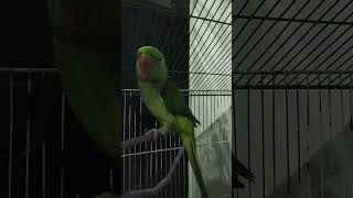 Mian Mitho Raw Parrot #music #song #newsong #punjabisong #cars #automobile