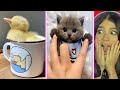 Animales muy adorables y divertidos de tiktok