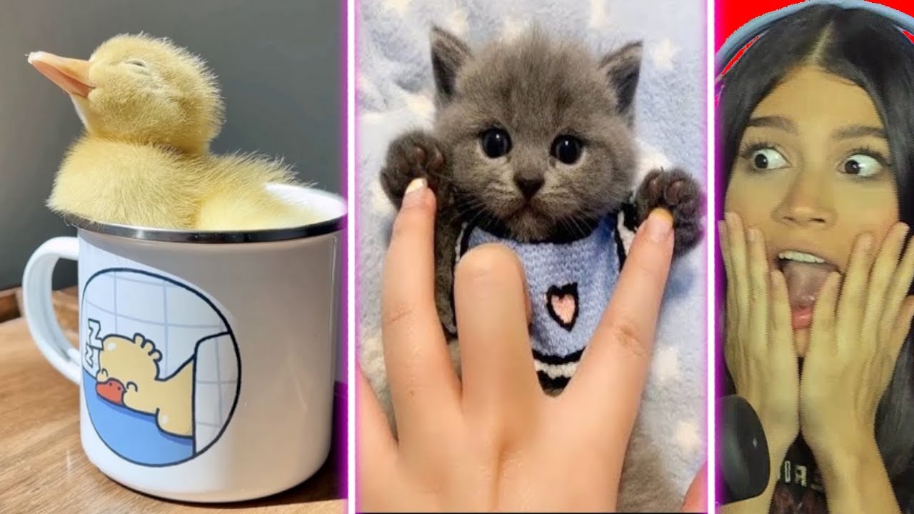 Animales muy Adorables y Divertidos de TikTok