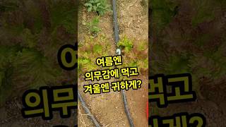 1년내내 심어먹는 상추. 계절마다 상추를 대하는 태도가 다르다? #텃밭채소 #쌈 #농사꿀팁 #상추 #괴산울엄마농장 #shorts