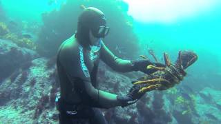 Free diving for crayfish in New Zealand
