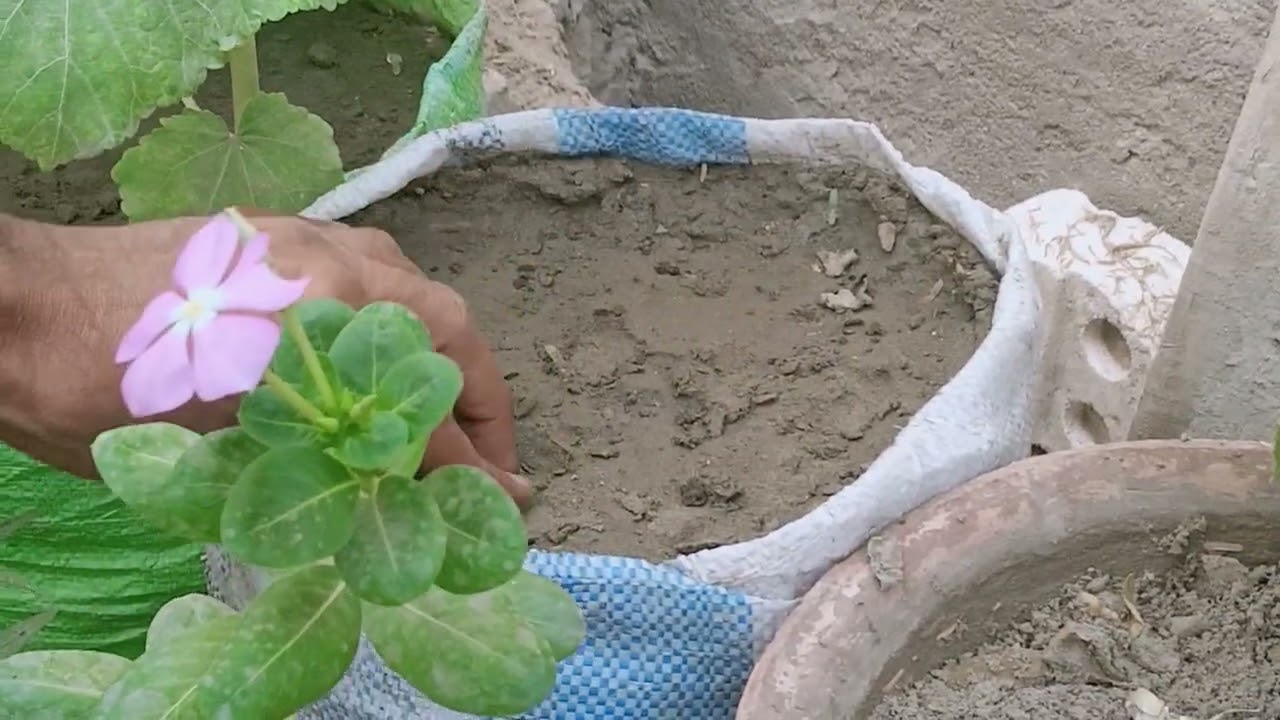 mooli growing ka right waqt hy. @GardeningTips with Shabir#