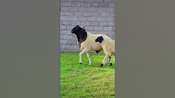 #اكسبلور #تلاوه_خاشعه #تيك_توك #المصحف #duet #القران_الكريم #ترند #دويتو #cow #لايك