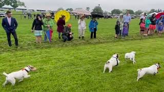 Jack Russell Terrier Race at Willowdale Steeplechase, May 13, 2023