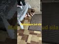 Playing puppies # short video#almadedal