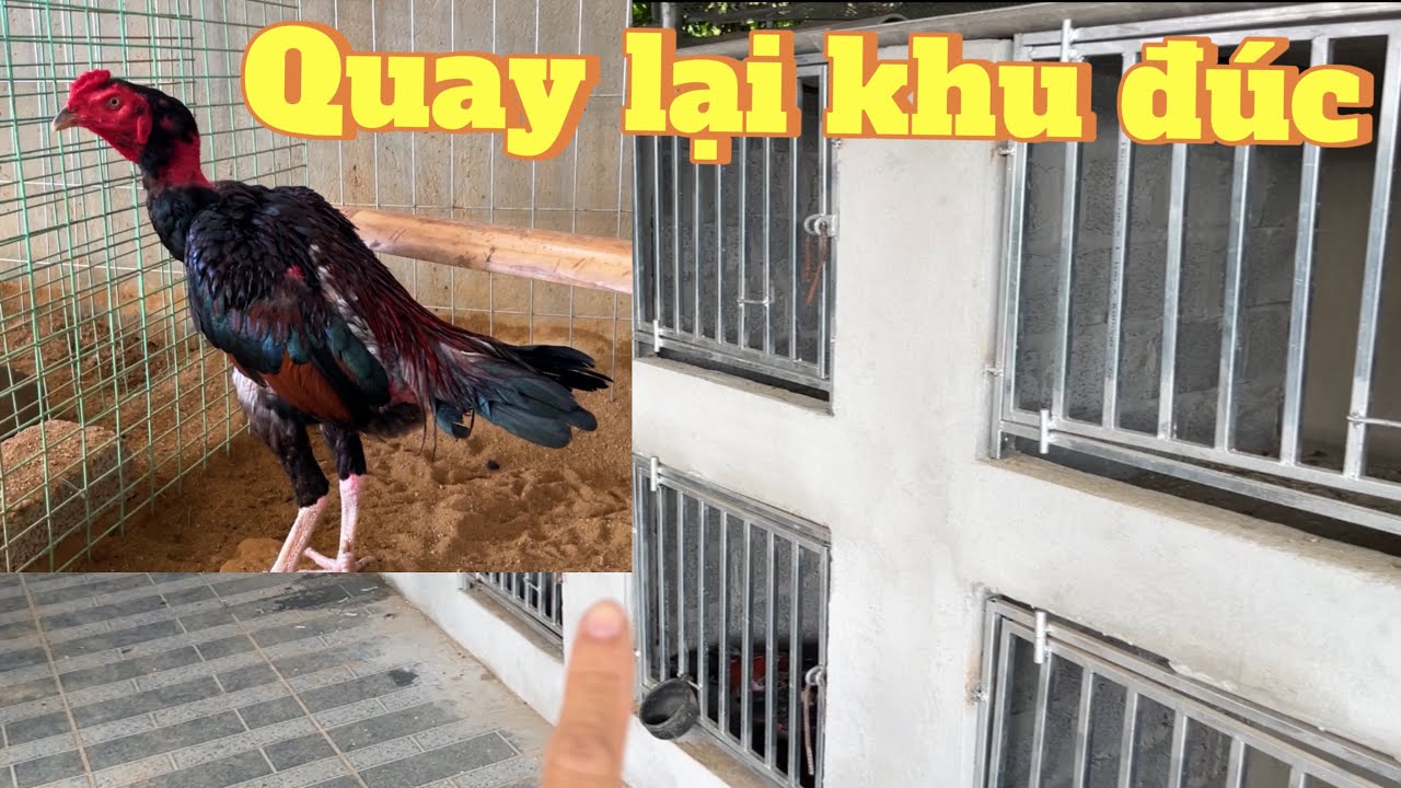 Quay lại khu đúc và ngưng chuyển gà tơ thời gian tới