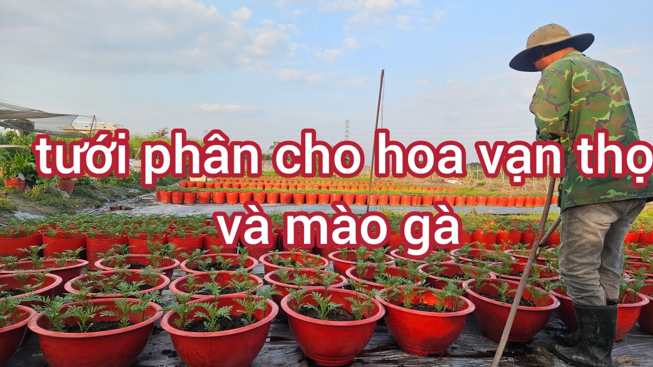 Tưới phân cho hoa vạn thọ và mào gà tết 2026  Đt 0988558144