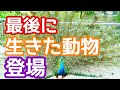 【驚愕】ハトじゃなくてクジャクが出るマジック