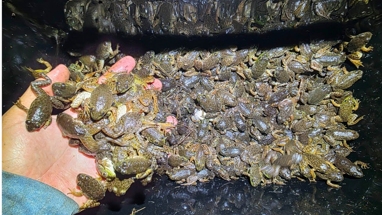 5年で1万匹ウシガエル捕獲した結果、遂に生態系に変化が！【琵琶湖ガサガサ探検記148】