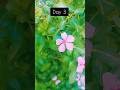 Time Table Day 3||#ytshorts #trendingshorts #trending #viralshort#studyshorts#shorts#short
