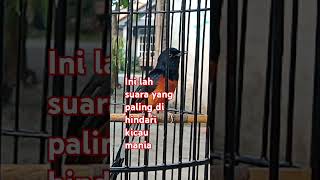 Murai Batusuara Yang Paling Di Hindari Kicau Mania muraibatu kutilang perkutut birds burung
