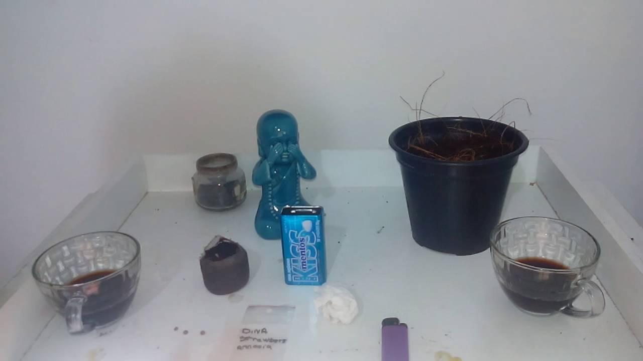 Escolhendo semente de Maconha