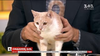 Кішка Масяня шукає родину Кішка Масяня шукає родину