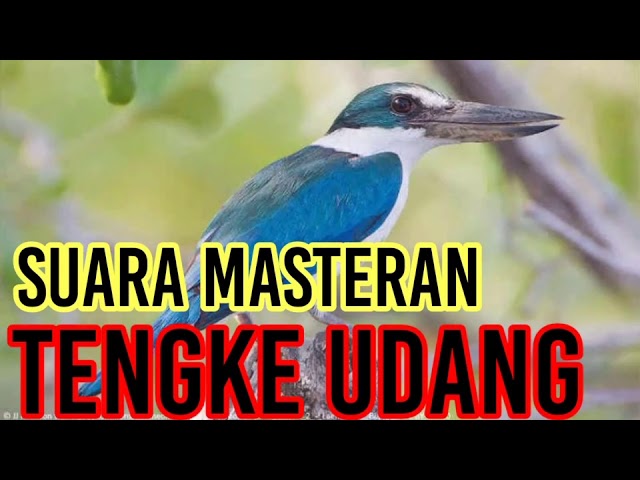 MASTERAN SUARA BURUNG TENGKEK UDANG JITU BANGET class=