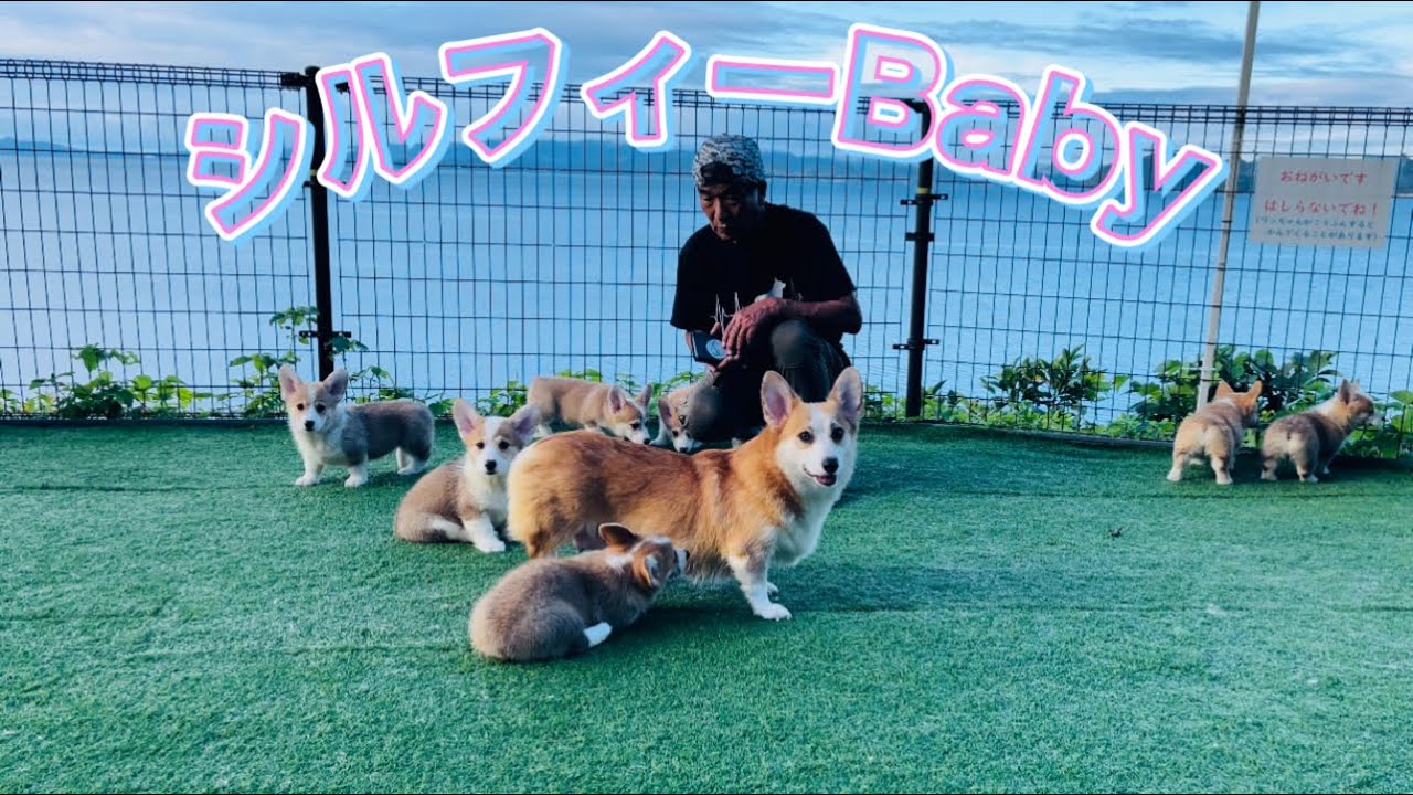 シルフィーベビー総集編 - YouTube