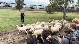 Australian Shepherd Working
