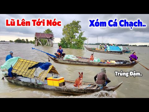 Lũ tràn bờ tới Nóc" cả Xóm CÁ CHẠCH trúng đậm mùa Cá Chạch Đồng 