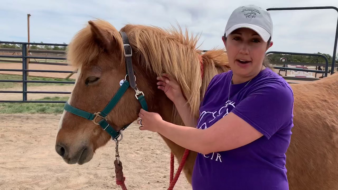 NMCTR Horse Grooming 101 YouTube