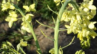 Collard Seed Pod Formation