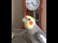 Cockatiel Does R2D2