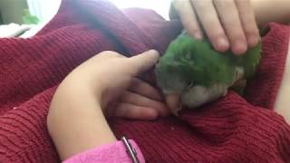 Are Quaker Parrots Cuddly? | Quaker Parrots as Pets