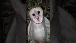 Suara Paling Mengerikan Di Alam  Semuanya Berasal Dari Burung