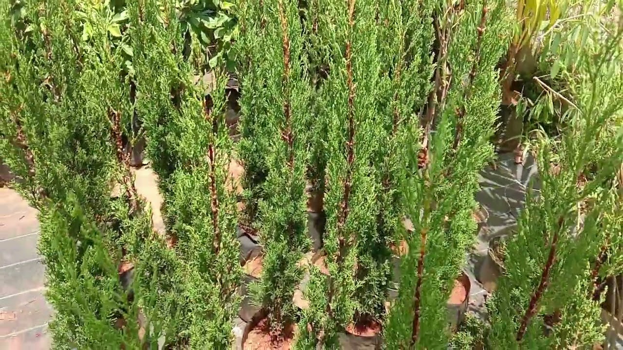 Cupressus sempervirens, Mediterranean cypress, Italian cypress, Persian cypress Pencil pine saplings