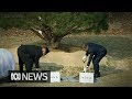 South and North Korean leaders plant tree for peace