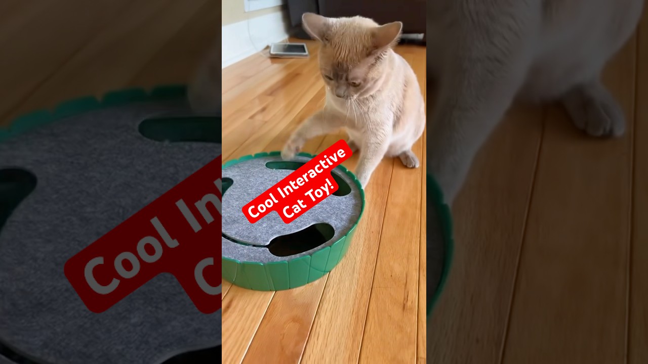This Interactive Cat Toy Features A Moving Mouse