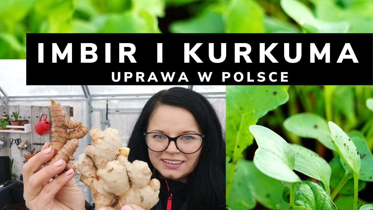 JAK UPRAWIAĆ IMBIR W DONICZCE. UPRAWA IMBIRU W DOMU. JAK SADZIĆ IMBIR. CO SIAĆ W LUTYM?