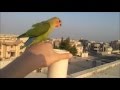 طائر love birds مدرب