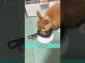 オーブンでうさぎのおやつ作れるのか検証してみた【ネザーランドドワーフのコッペ】#ネザーランドドワーフ #コッペパン #うさぎ #うさぎのいる暮らし #ウサギ #うさぎのいる生活 #shorts