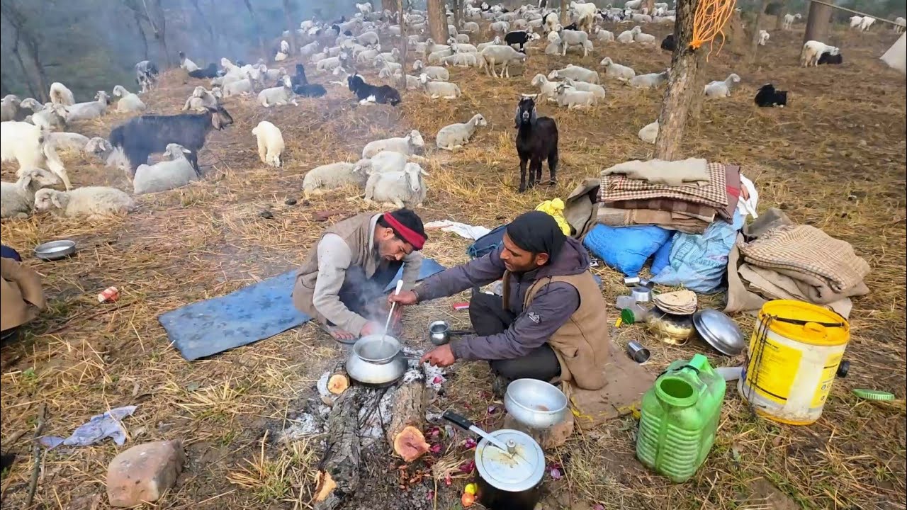 आज हम भेड़ बकरियों के साथ  सतलुज नदी के पार Kandrour पहुंचे। 