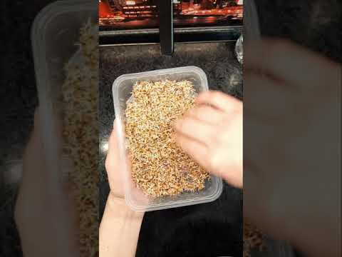 Как прорастить люцерну в домашних условиях