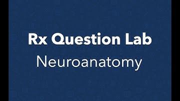 Rx Question Lab - Neuroanatomy