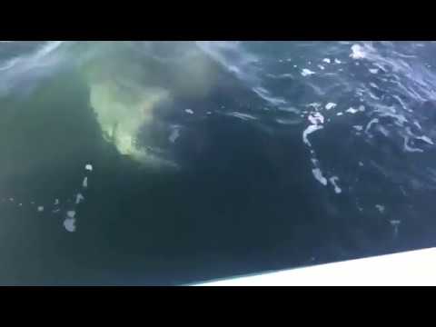 Video: Peshku i Detit Mesdhe: përfaqësues interesantë dhe të rrezikshëm