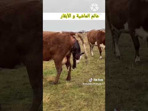 لحظة ولادة بقرة طبيعيا
