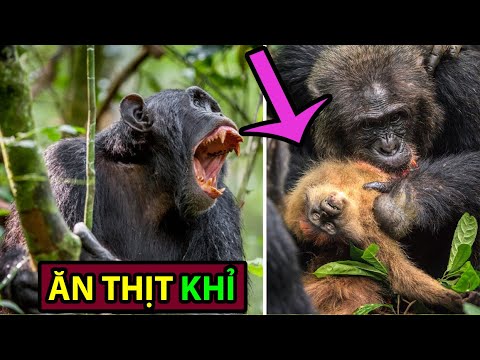 Video: Tinh tinh có phải khỉ không?
