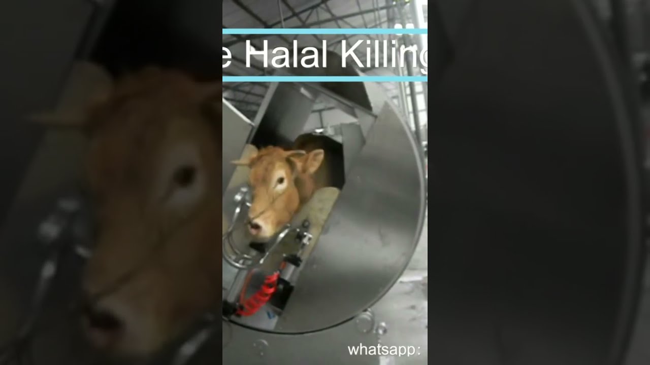  Halal Slaughterline Beef Cattle Killing Box
