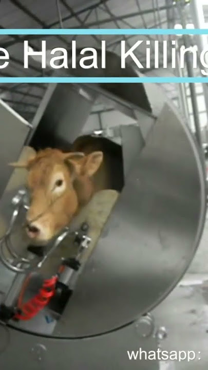 #halal #slaughterline #beef cattle halal killing box