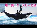 ラビーと匠キレッキレ!! 鴨川シーワールド シャチショー KamogawaSeaWorld