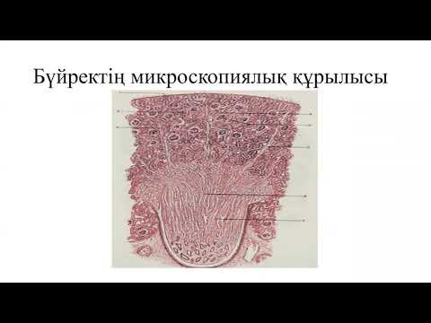 Video: Anatomia ya pronephros ni nini?