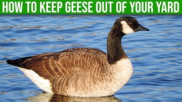 How To Keep Geese Out Of Your Yard - (5 Easy Ways)