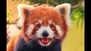 Saving Our Silent Earth  The Fight for Endangered Species (2 Minutes)