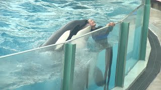 Orca Performances at Kamogawa Sea World Sept. 2023 3