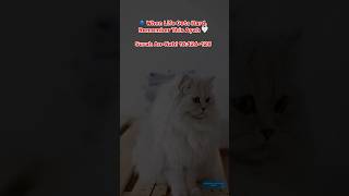 Quran Recitation : Allah Is With the Patient 🤍 | Surah An-Nahl 16:126-128 #shorts #shortsfeed