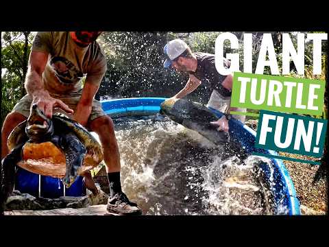 Giant Turtle Ordeal!