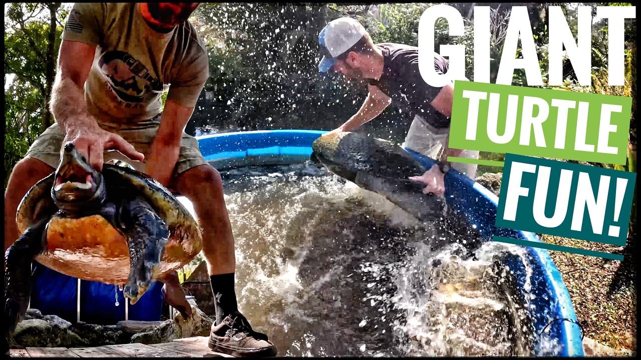 My Giant Turtles are ready to MOVE!