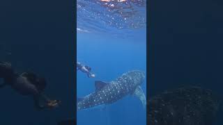 Playing tag with a whale shark!
